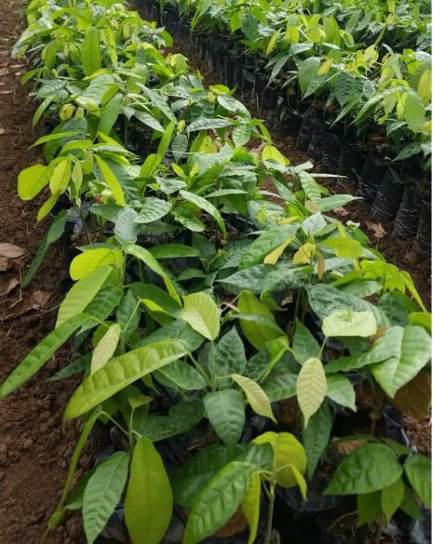 Forastero Cocoa Seedlings