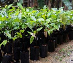 Budded Cocoa Seedlings