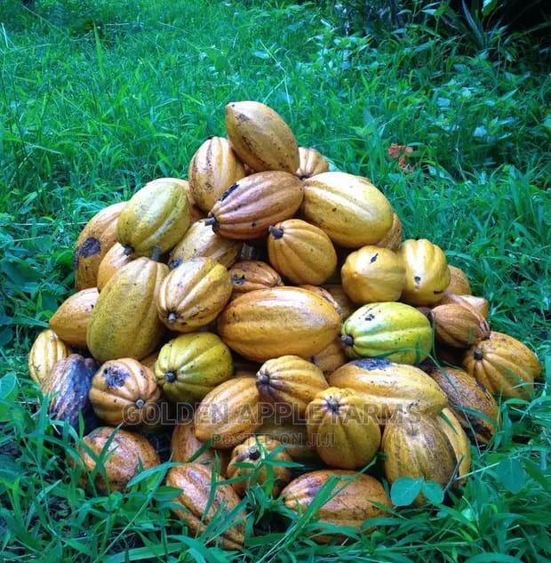 Hybrid Open Pollinated Cocoa Pod