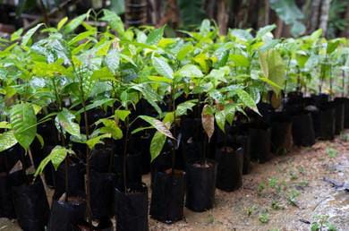 Hybrid-open Pollination Cocoa Seedlings