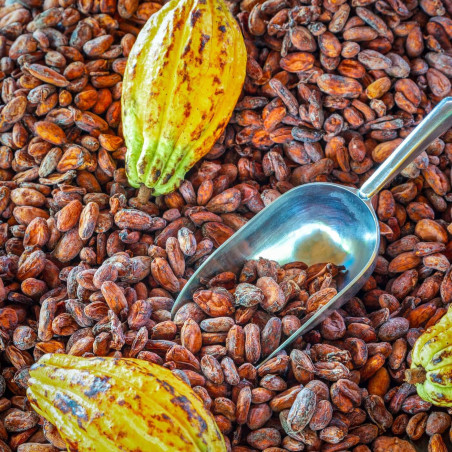 Dry Cocoa Bean (Grade A)