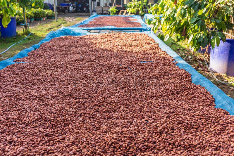 Dry Cocoa Bean (Grade A) - Image 3