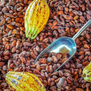 Dry Cocoa Bean (Grade A)