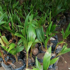 Tenera palmoil seedlings