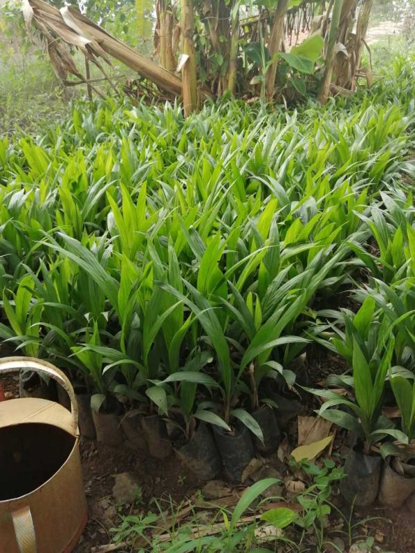 Tenera palmoil seedlings - Image 4