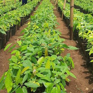 CRIN TC-8 seedlings