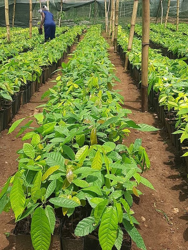 CRIN TC-8 seedlings