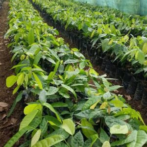 Forastero cocoa seedlings