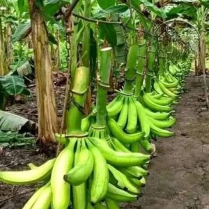 Cameroon plantain suckers