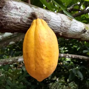 Forastero cocoa variety