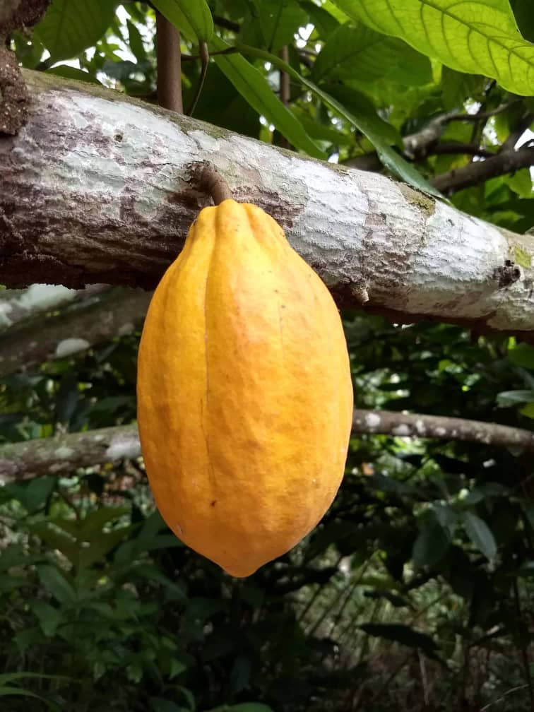 Forastero cocoa variety