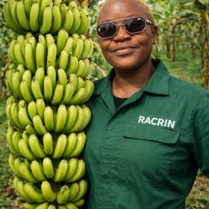 Hybrid Plantain Suckers