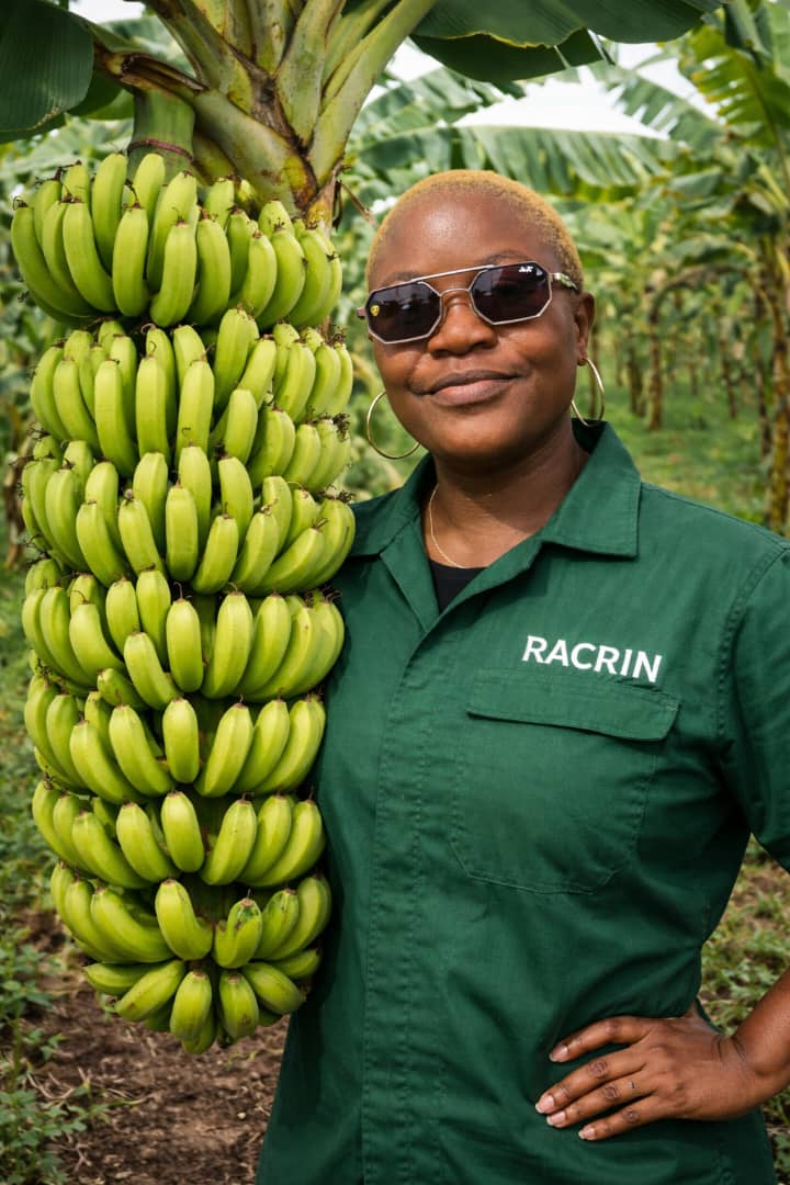Hybrid Plantain Suckers